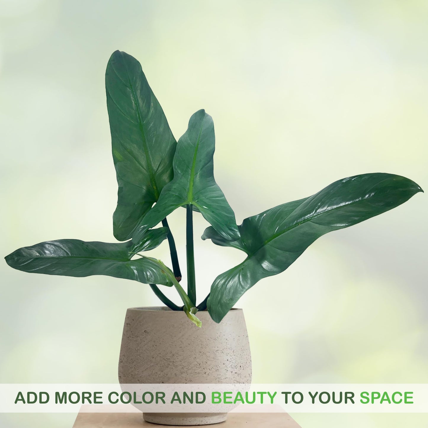 LEAL PLANTS ECUADOR Philodendron Hastatun 'Silver Sword', Stunning Metallic Sheen & Elegant Climbing Habit,Tropical Houseplant, Perfect for Home Decor, Unique Gift for Plant Lovers