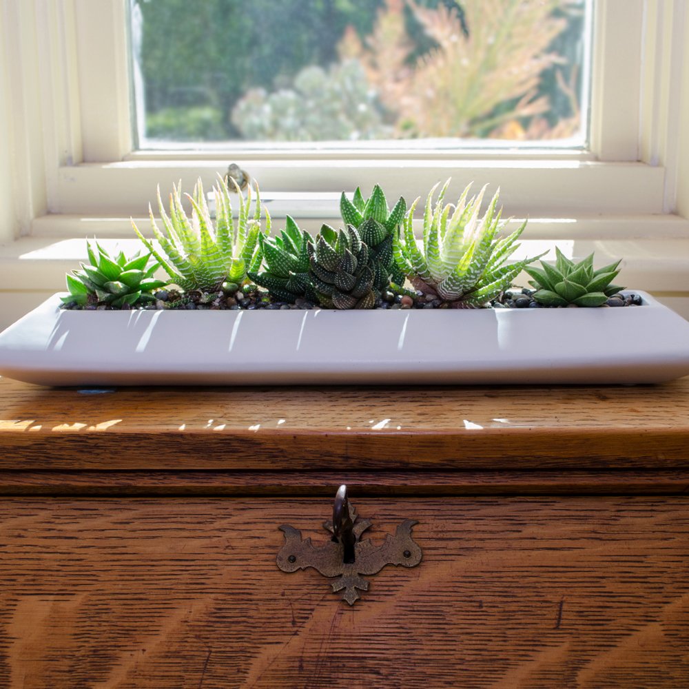 Altman Plants, Live Succulents Plants Live Window Plants (8PK), Live Indoor Plants Live Houseplants, Live Plants Indoor Cactus Plants Live, Succulent Plants House Plants Indoors Live in Succulent Soil