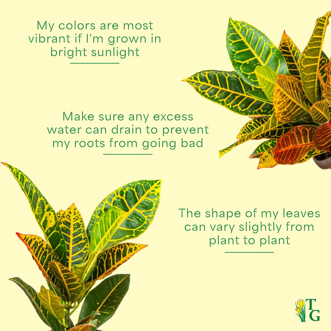 Thorsen's Greenhouse Live Petra Croton Plant, Codiaeum Variegatum, Colorful Foliage, Live Indoor Houselant (Nursery Pot, 6-inch Pot)