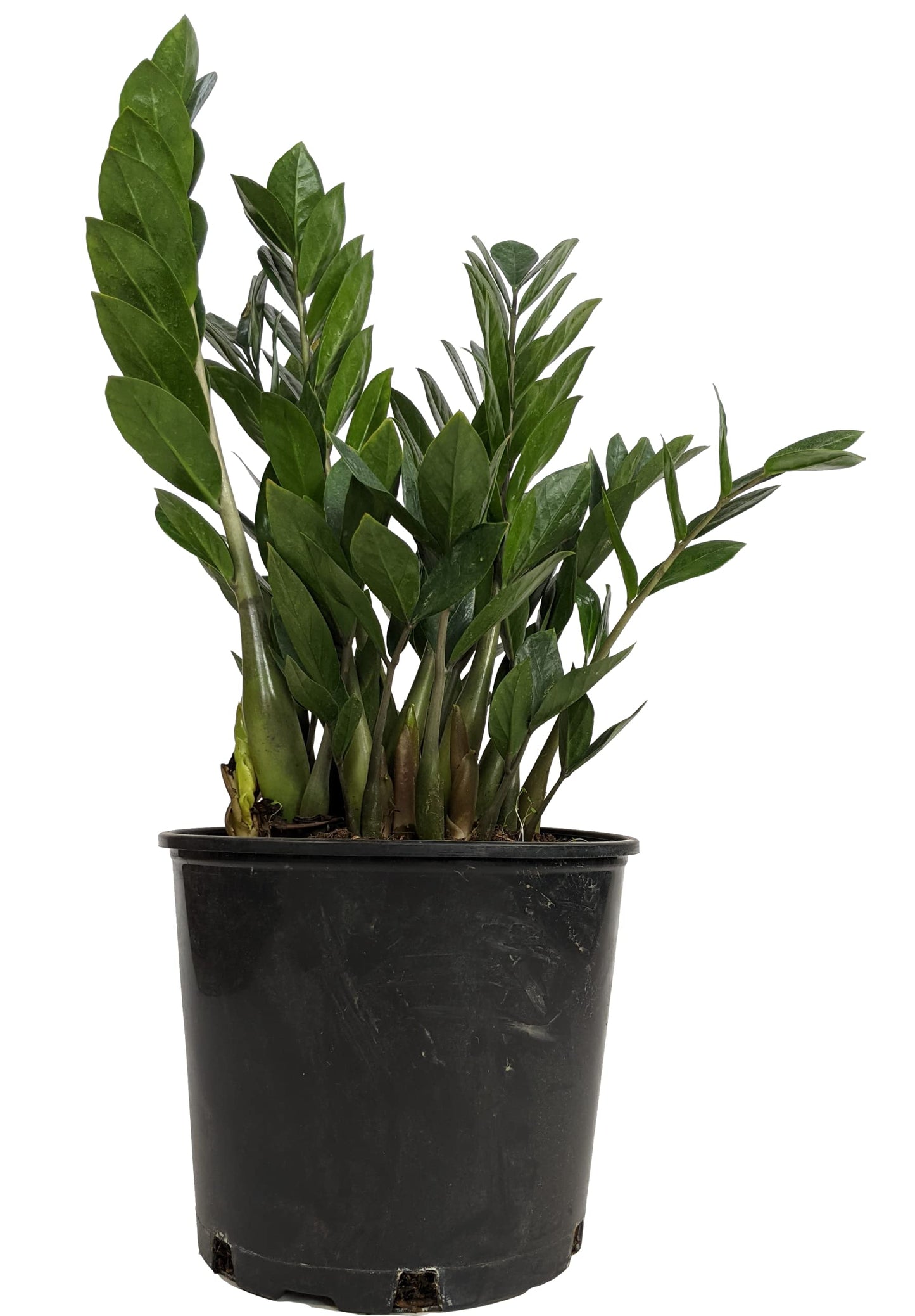 ZZ Plant (Zamioculcas zamiifolia), Live Indoor Houseplant, 6 Inch Nursery Pot