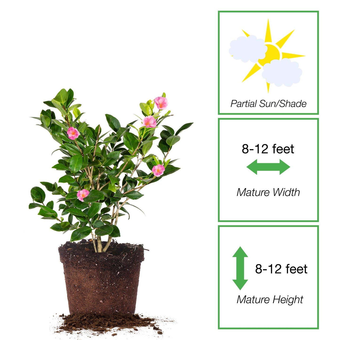 Perfect Plants Taylor's Perfection Japanese Camellia 3 Gallon Pot | Live Outdoor Flowering Shrub Plant for Garden Landscape | Pink Fall & Spring Flowers | Evergreen | Thrives in Zones 7-10