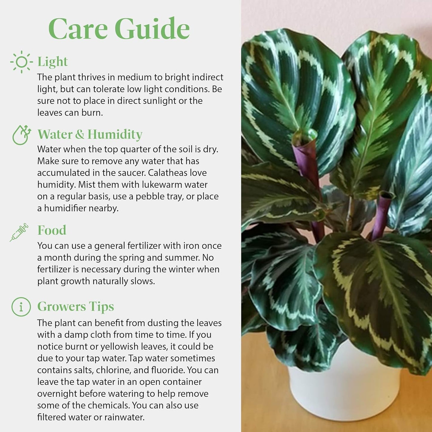 American Plant Exchange Calathea Medallion - 6-Inch with Pot Cover – Live Pet-Friendly Indoor Houseplant with Wavy Green Leaves for Low-Light Homes, Offices, Bedrooms & Shelf Décor