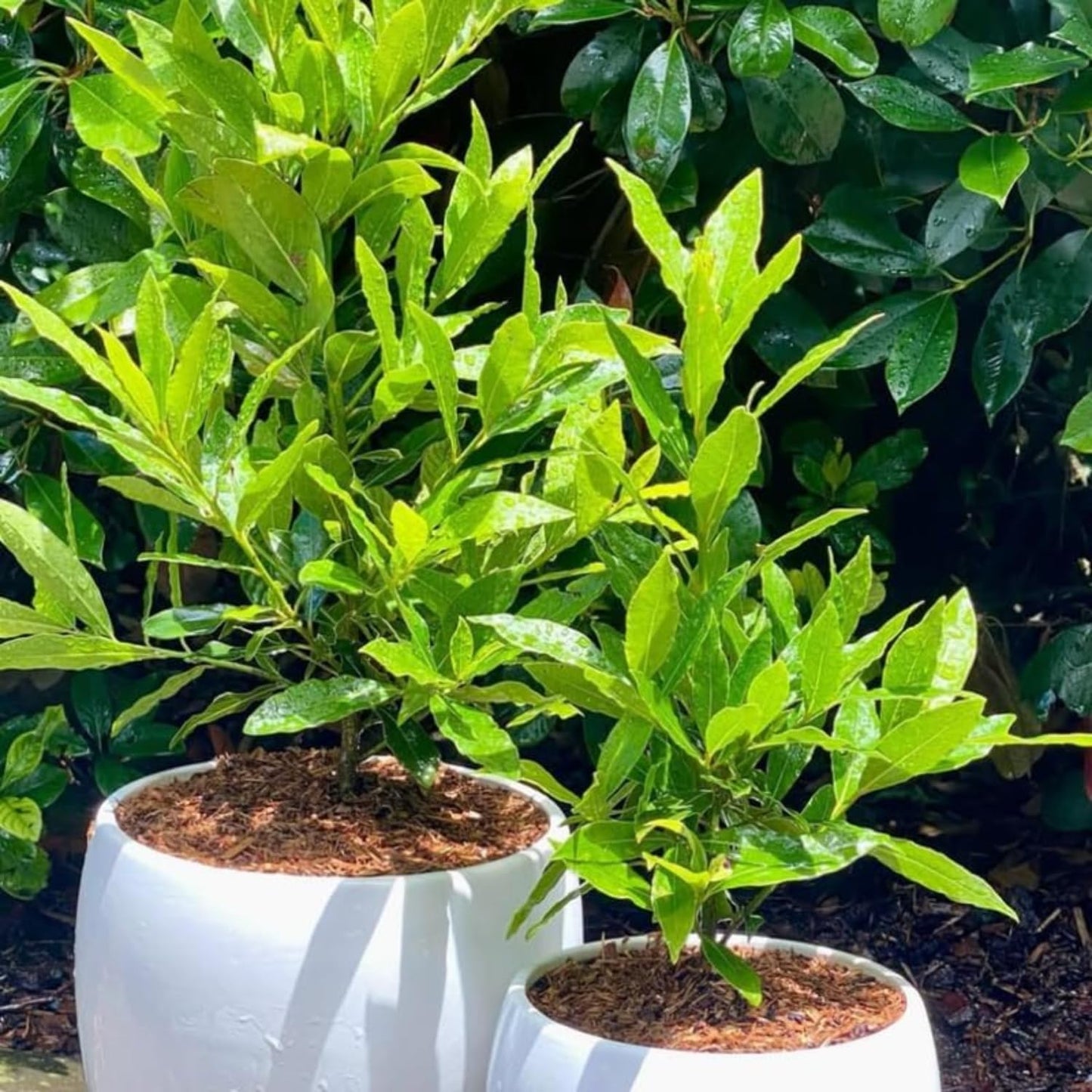 9 Months Old Bay Leaf Tree Live Plant, No Pot Bay Laurel Plants Tree Live for Outdoor Planting, 5-8" in Tall, Fragrant Laurus Nobilis Live Plant