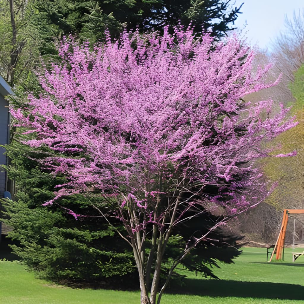 The Rising Sun Redbud Tree for Planting in Quart Pot, 12-18 Inch Tall, Eastern Redbud Tree with Seasonal Color Changes, Ornamental Tree for Home Garden Landscapes