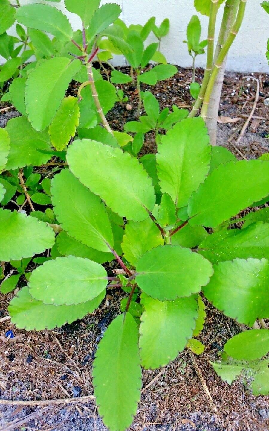 Kalanchoe Pinnata, Life Plant, Goethe, Miracle Leaf Rooted Plant ●Live Plant ● 1 Kalanchoe Plant Live Rooted Plant 4 to 6 Inc Tall