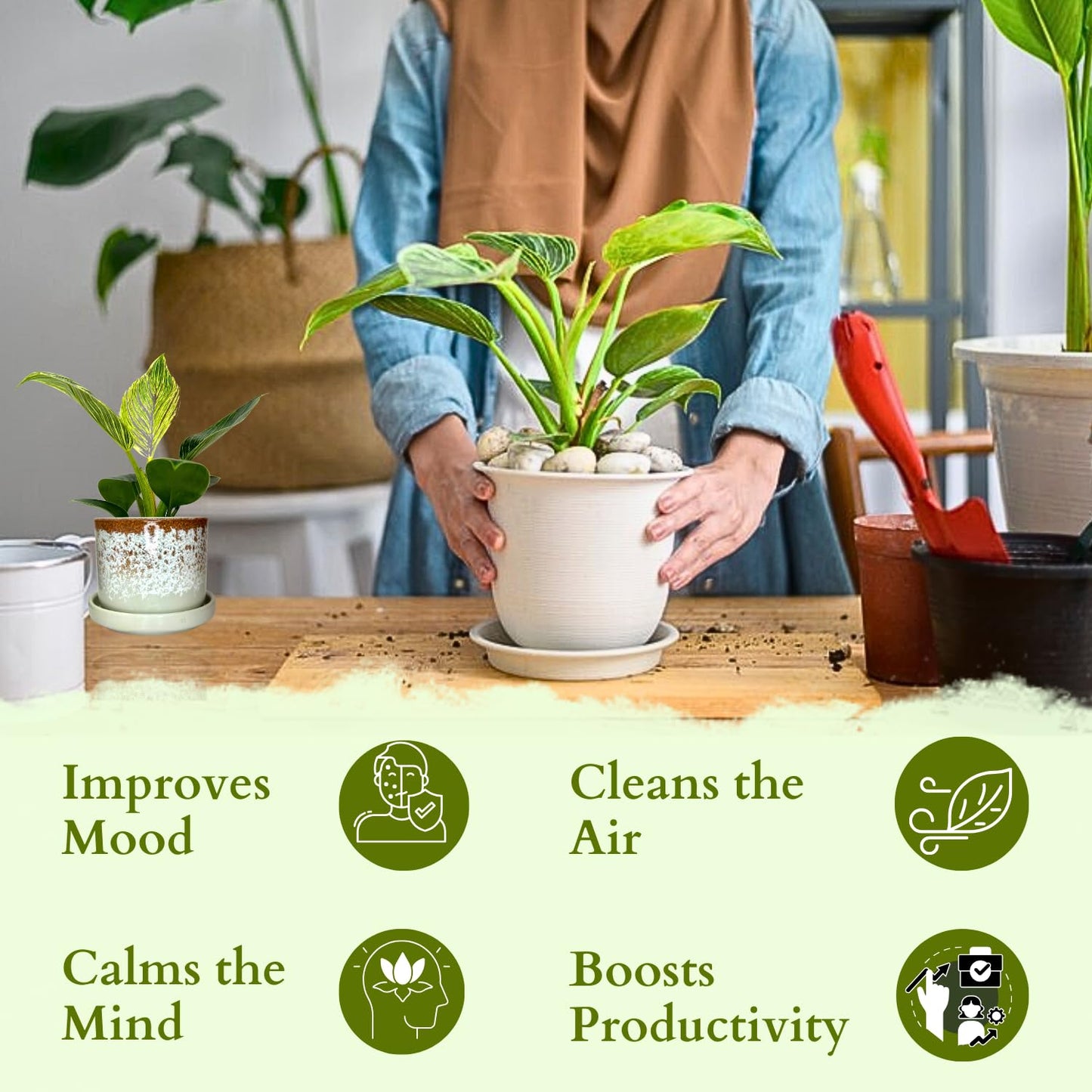 Philodendron Birkin Live Plant in 4" Pot - Philodendron Plant Live Easy to Care and Grow - Indoor Air Purifying Houseplants for Home Office Wedding Decor & Birthday Gift (Heat Pack Included)