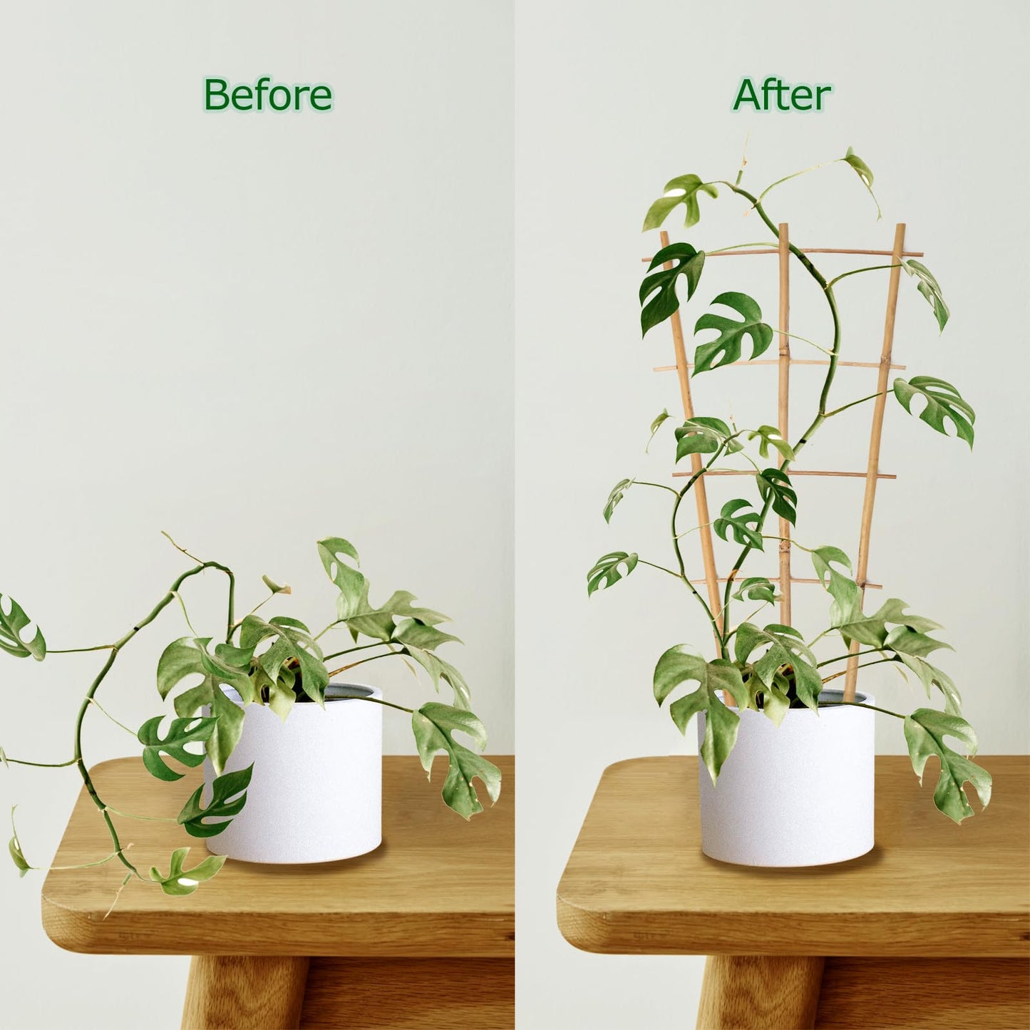 Cambaverd Plant Trellis Indoor, 3 Pack Bamboo Trellises, 16in Fan-Shaped Trellis for Potted Plants Climbing Plants Hoya Vine Ivy