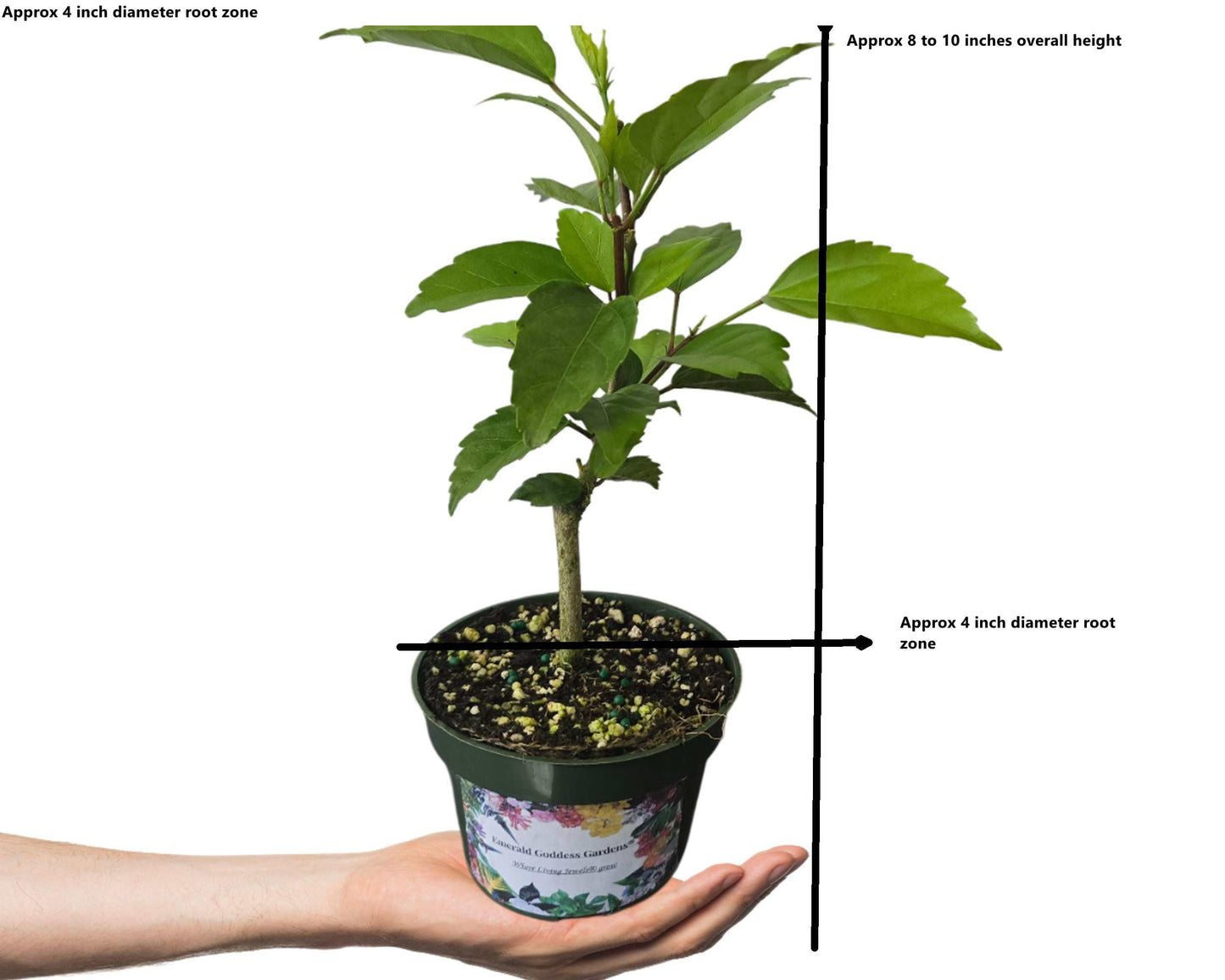 Peach Lions Tail El Capitolo Sport - Tropical Hibiscus rosa-sinensis - Live Plant - Unusual Double Orange Pom Pom Flower - Emerald Goddess Gardens - Starter Sz 4 Inch Pot