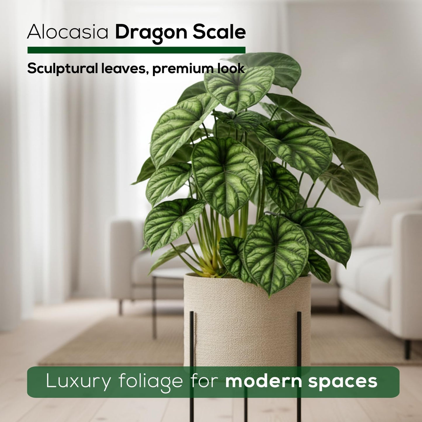 Alocasia Dragon Scale (4 Pack) Live Plant, Rare Indoor Alocasia, Elephant Ear Tropical Houseplant, Textured Foliage Plant, Starter Size Alocasia Plant,Houseplant for Home Decor and Indoor Growing