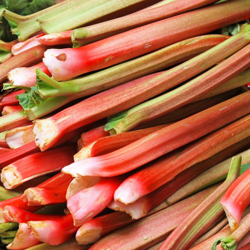 Rhubarb Plants Root for Planting, Hardy & Sweet Red Cherry Rhubarb, Large Crown 6–7 Inch, Easy to Grow for Beginners, Fast-Growing Perennial for Home Gardens