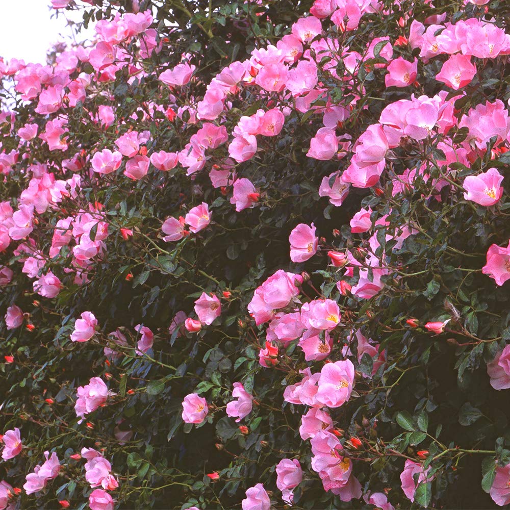 Heirloom Roses Pink Rose Bush - Carefree Delight® Live Landscape Rose Plant for Outdoor Planting