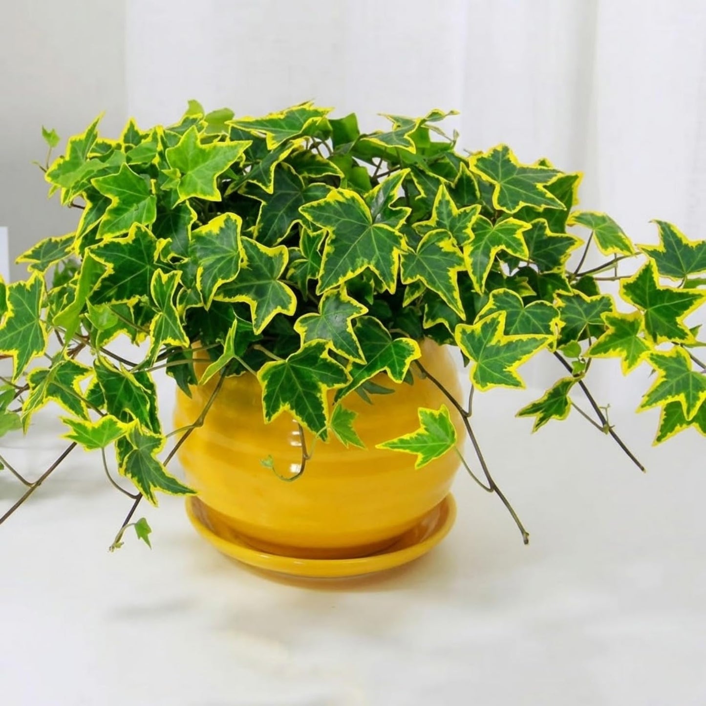Trailing English Ivy Live Plant, Hardy Ivy Plants in 4" Pot, Climbing Plants Outdoor Garden, Easy Care House Plant (Variegated Yellow Green)
