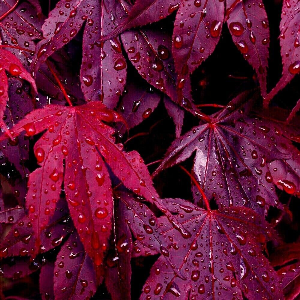 5 Seeds BLOODGOOD Red Japanese Maple Tree | Palmatum atropurpureum Hardy Bonsai Plant Seeds