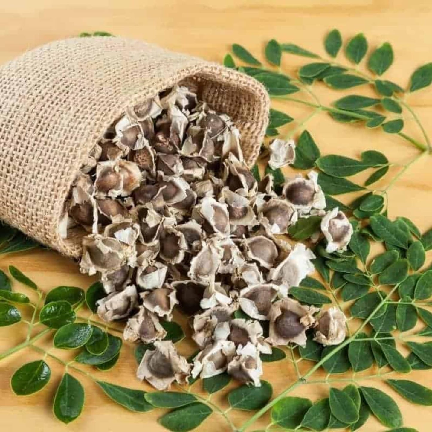 Moringa Plant Live in 4 Inch Pot, Moringa Oleifera Drumstick Tree, Hardy Perennial Herb Plant