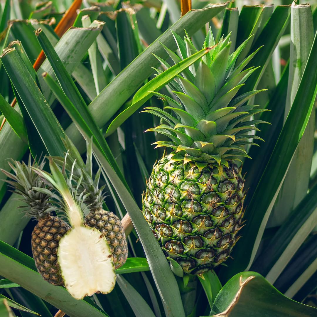 Set 2 Pineapple Plants Live, Sweet Pineapple Shrubs, Tropical Fruit, 4 to 8 Inch Tall for Planting Outdoor (White Jade)