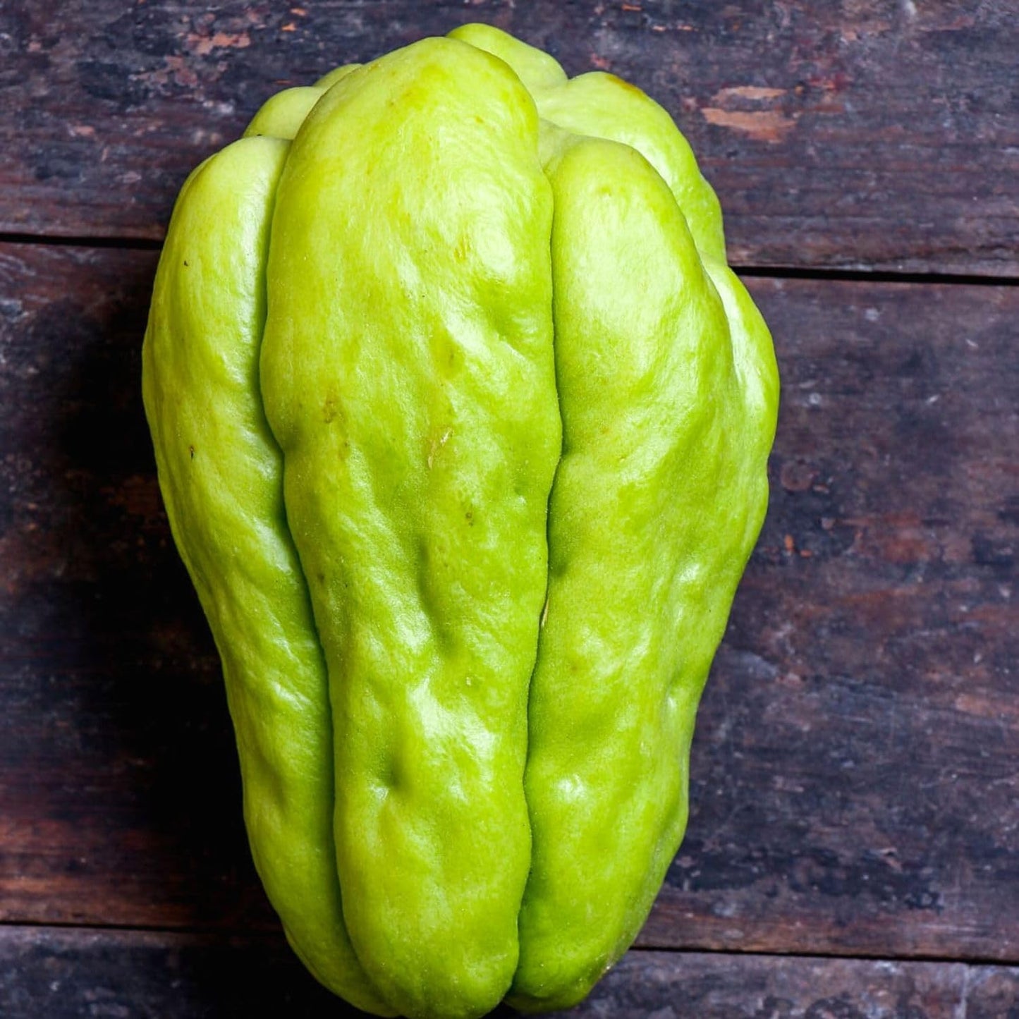 Chayote Live Plant, Chayote Squash Rooted, Chayote Vegetable Live Plant for Planting, Live Chayote Plant from 4 to 6 Inc Tall