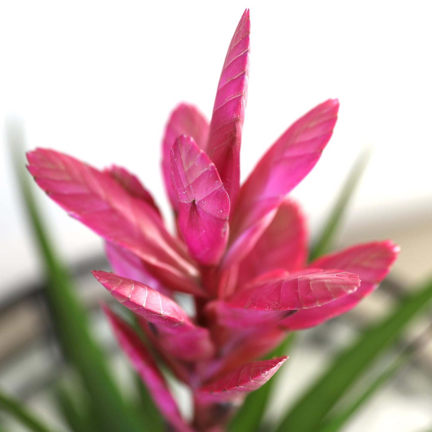 Green Circle Growers Pink Antonio Bromeliad in a 5" Terrazo Pot with Bunny Pick, Live Indoor Plants, House Plant