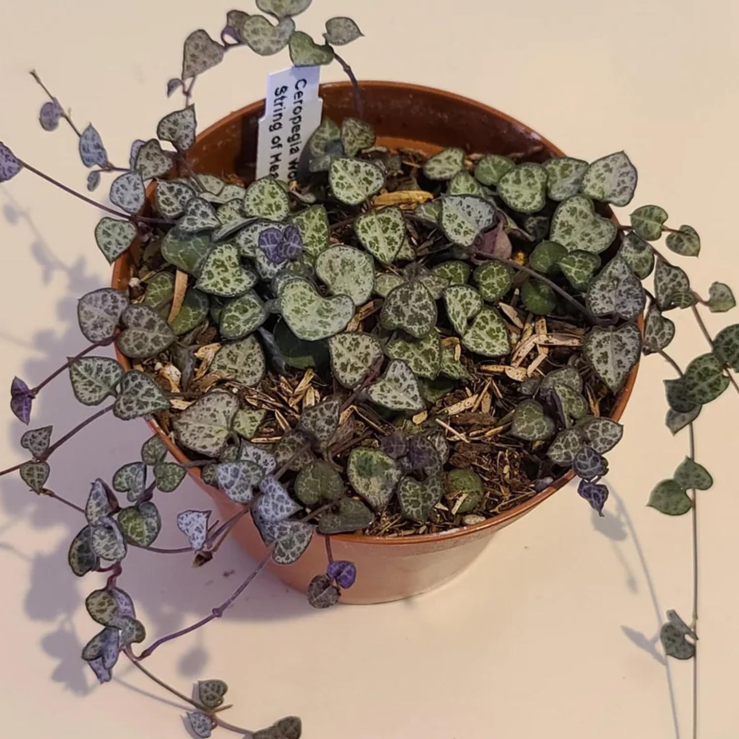 String of Hearts Plant Live – Succulents Plants Live 4” Pot | Pink Variegated String of Hearts | Suitable for Indoor Décor & Easy Care Gift