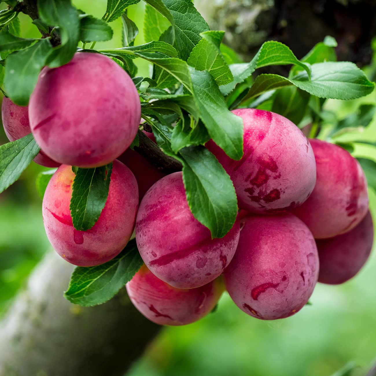 Perfect Plants AU Rosa Plum Tree 4-5 Feet | Live Fruit Trees for Outdoor Planting | Huge & Juicy Plums for Fresh Eating | Growing in Zone 5-8