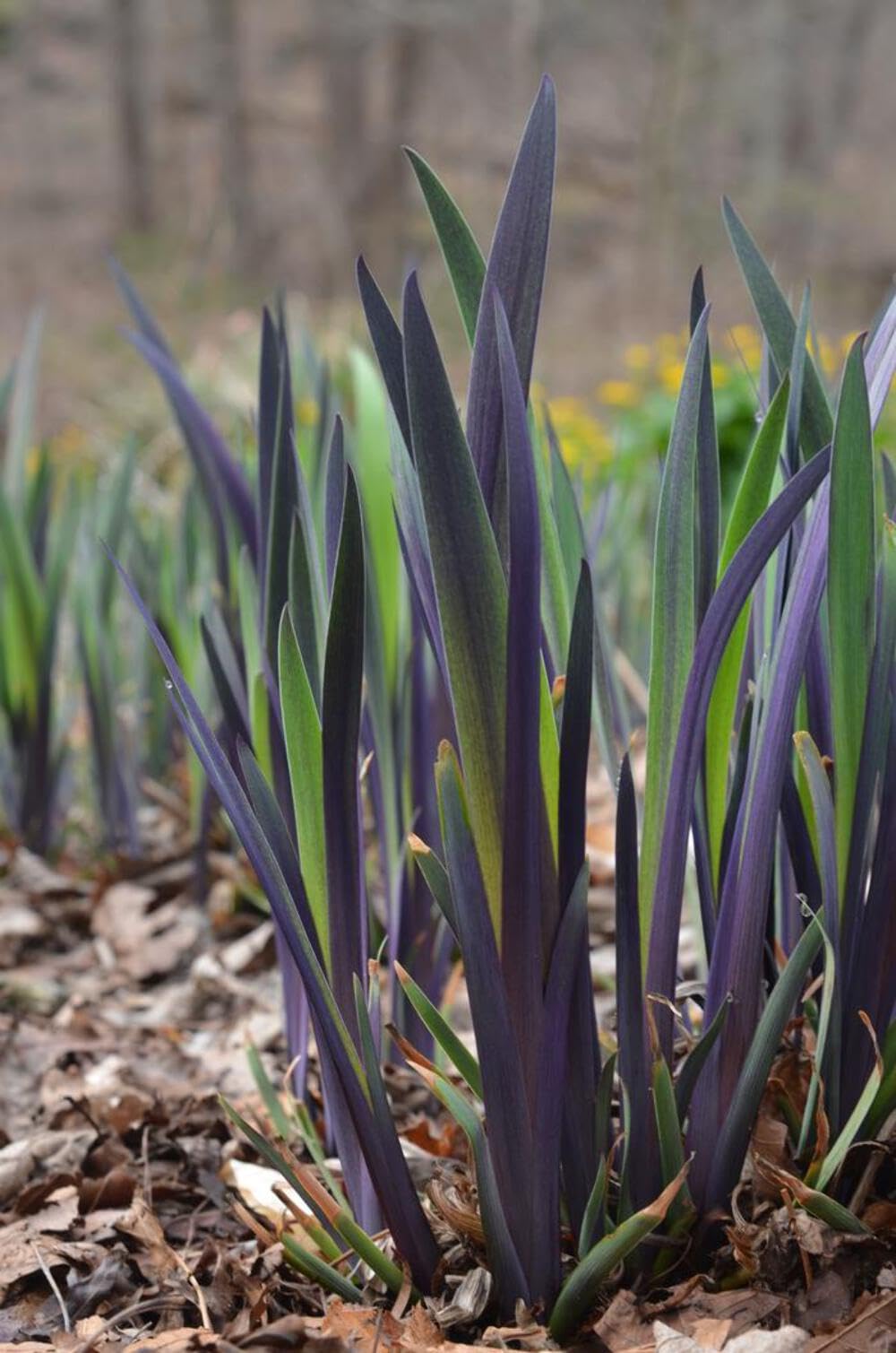 Perennial Farm Iris versicolor 'Purple Flame' – Live Perennial Blue Flag Iris Plant, Size #1 Container, Striking Blue Flowers – Native, Water-Loving, Deer Resistant