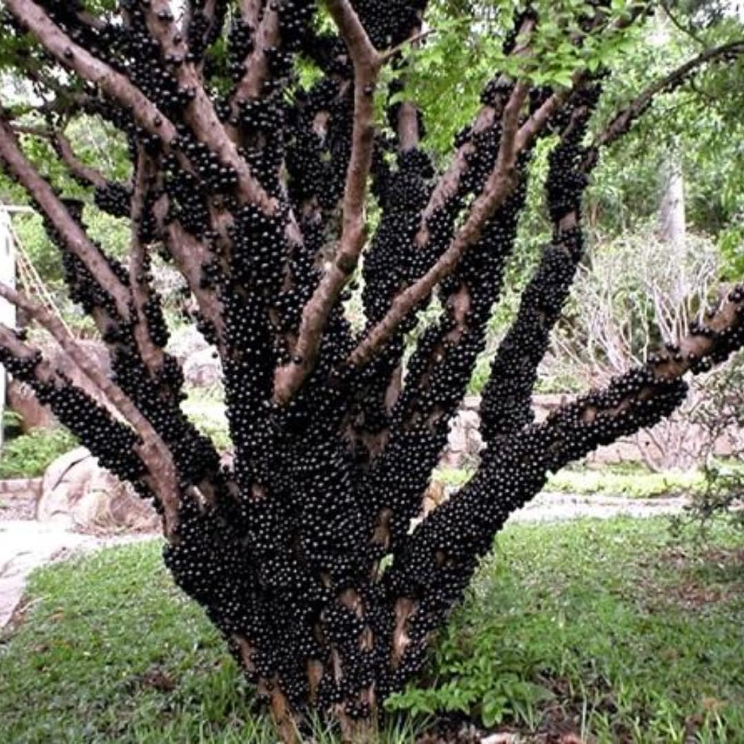 Black Jaboticaba Tree Live Plant, 1 Year Old Trees Seedling, 1 Feet Tall, Well Rooted, Jabuticaba Plants