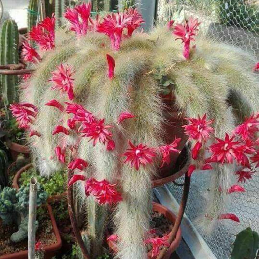 Trailing Monkey Tail Cactus Plant Live, 6 to 8 Inches Tall, Live Succulents Plant for Planting Indoor Oudoor