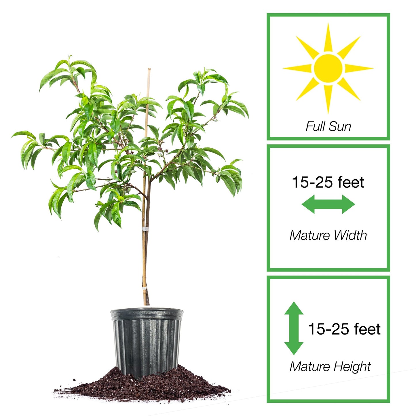 Perfect Plants White Lady Peach Tree 4-5 feet | Live Fruit Tree with Fresh White Peaches | Home Gardening