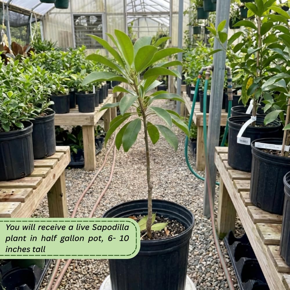 Sapodilla Tree Live Plant, Sapote Seedling in Half Gallon Pot, 6 to 10 Inches Tall, Sapodilla Plant for Outdoor Garden