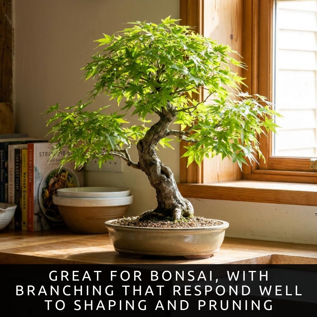 3-Pack Live Green Japanese Maple Tree Starts – Acer Palmatum Seedlings – Ornamental Landscape Trees – Vibrant Spring Color – Easy to Grow Starter Plants