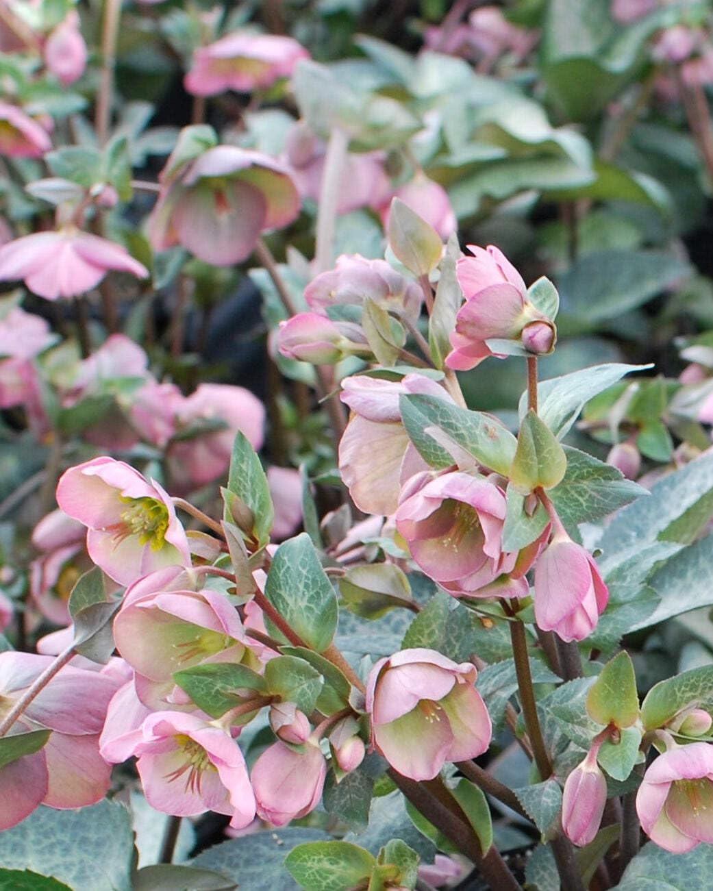 Perennial Farm Marketplace Helleborus Frostkiss® Dorothy’s Dawn® (Lenten Rose) Live Perennial, Size-#1 Container, Pale Pink Winter to Spring Flowers with Marbled Evergreen Foliage