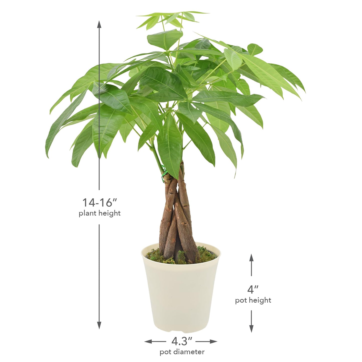 Live Braided Money Tree Pachira Aquatica Indoor Houseplant in Arcadia Garden Product's Branded Plastic Pot, Tropical Plant Collector Gift for Home and Garden Decor, 4-in, Beige