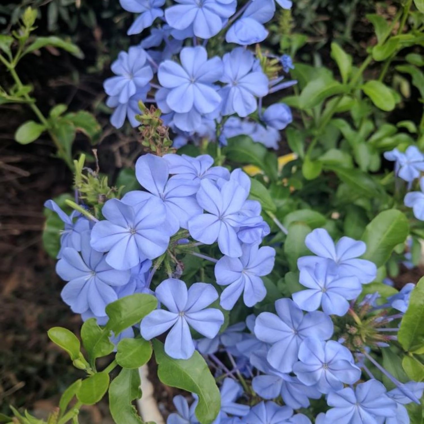 2 Blue Plumbago Live Plants, 4-8'' Tall Blue Plumbago Plant Vine Shrub for Planting, Vibrant Flowering Starter Plant for Garden or Containers, Well Rooted to Grow