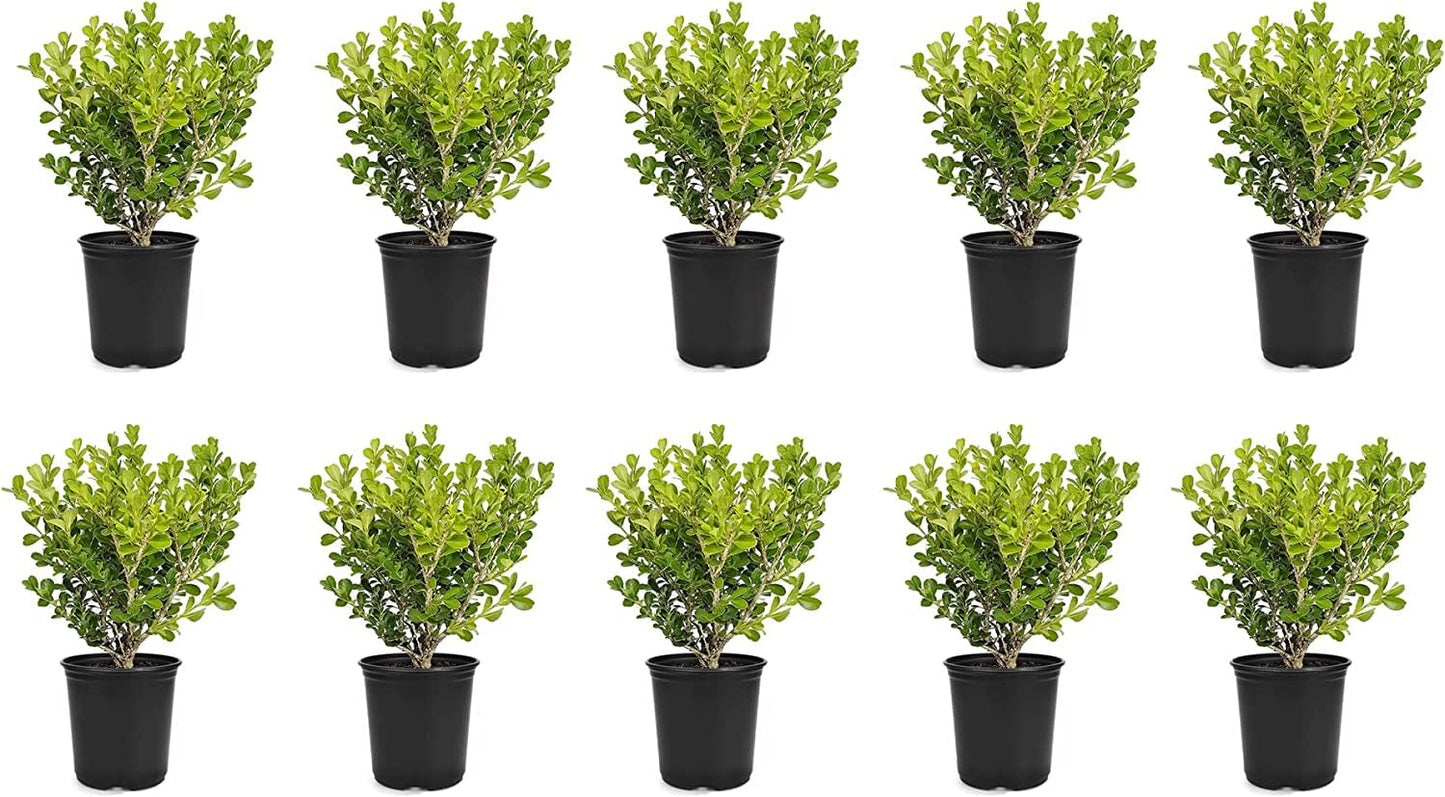 Japanese Boxwood | 10 Live 4 Inch Pots | Buxus Microphylla | Formal Evergreen Low Maintenance Hedge