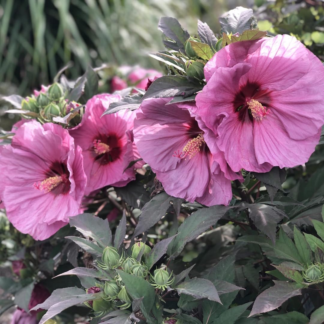 Cranberry Hibiscus Plant Live, Cold Hardy, Size 4-6" in Tall, Dormant in Winter, Spring Blooms, Hibiscus Trees Perennial Flower, No Pot