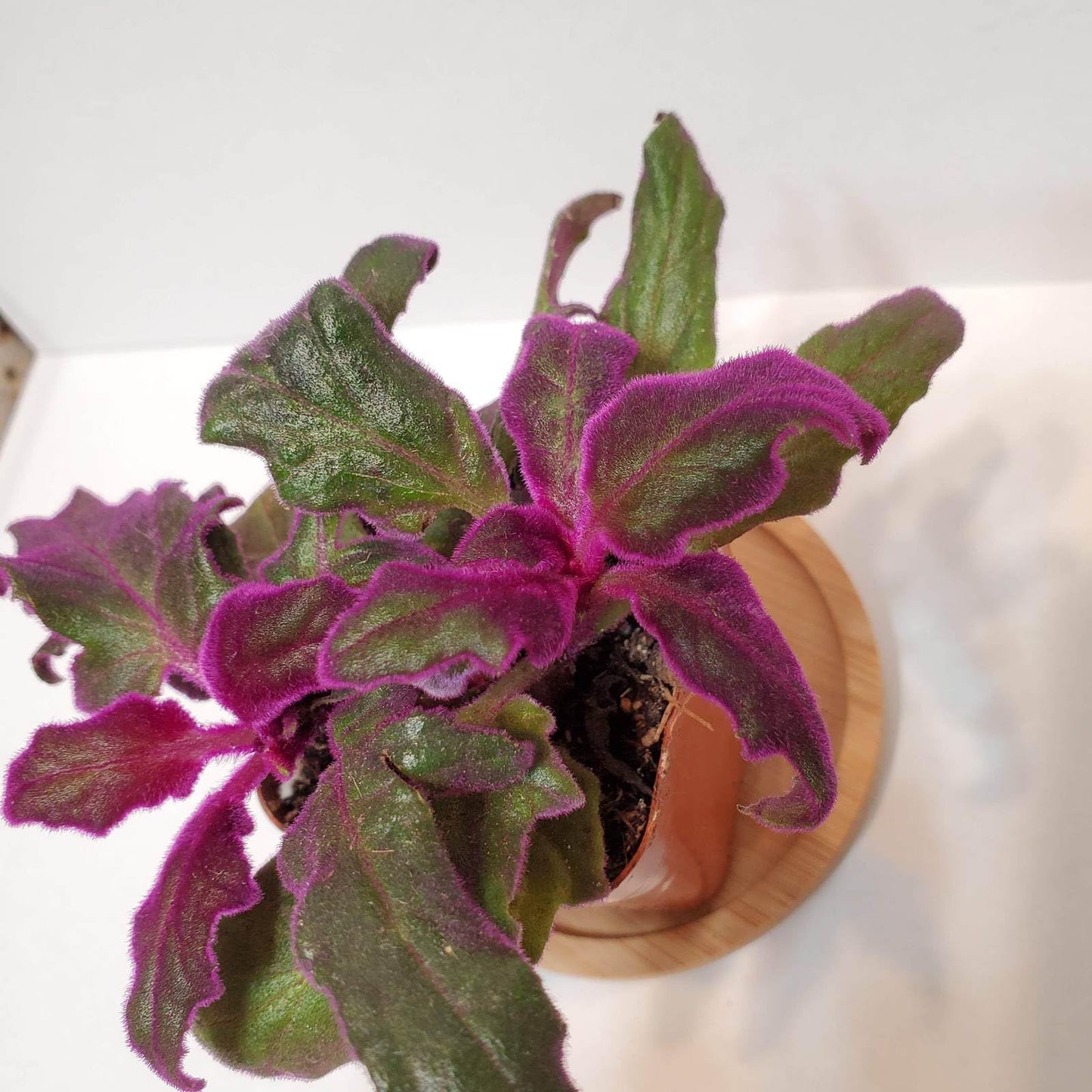 Purple Passion Plant - Royal Velvet - 1 Live Starter Plant - Gynura Aurantica - Beautiful Textured Colorful Foliage Indoor Houseplant