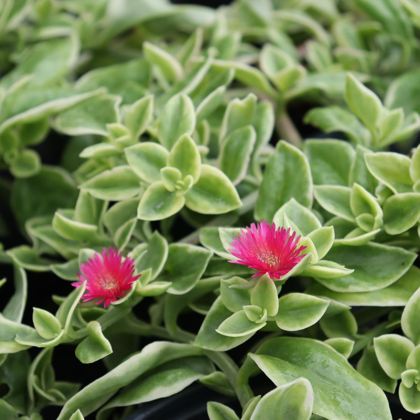 Baby Sun Rose Live Plants, Aptenia Cordifolia, Ground Cover Succulent, Easy Care Indoor Outdoor, 2 Pack
