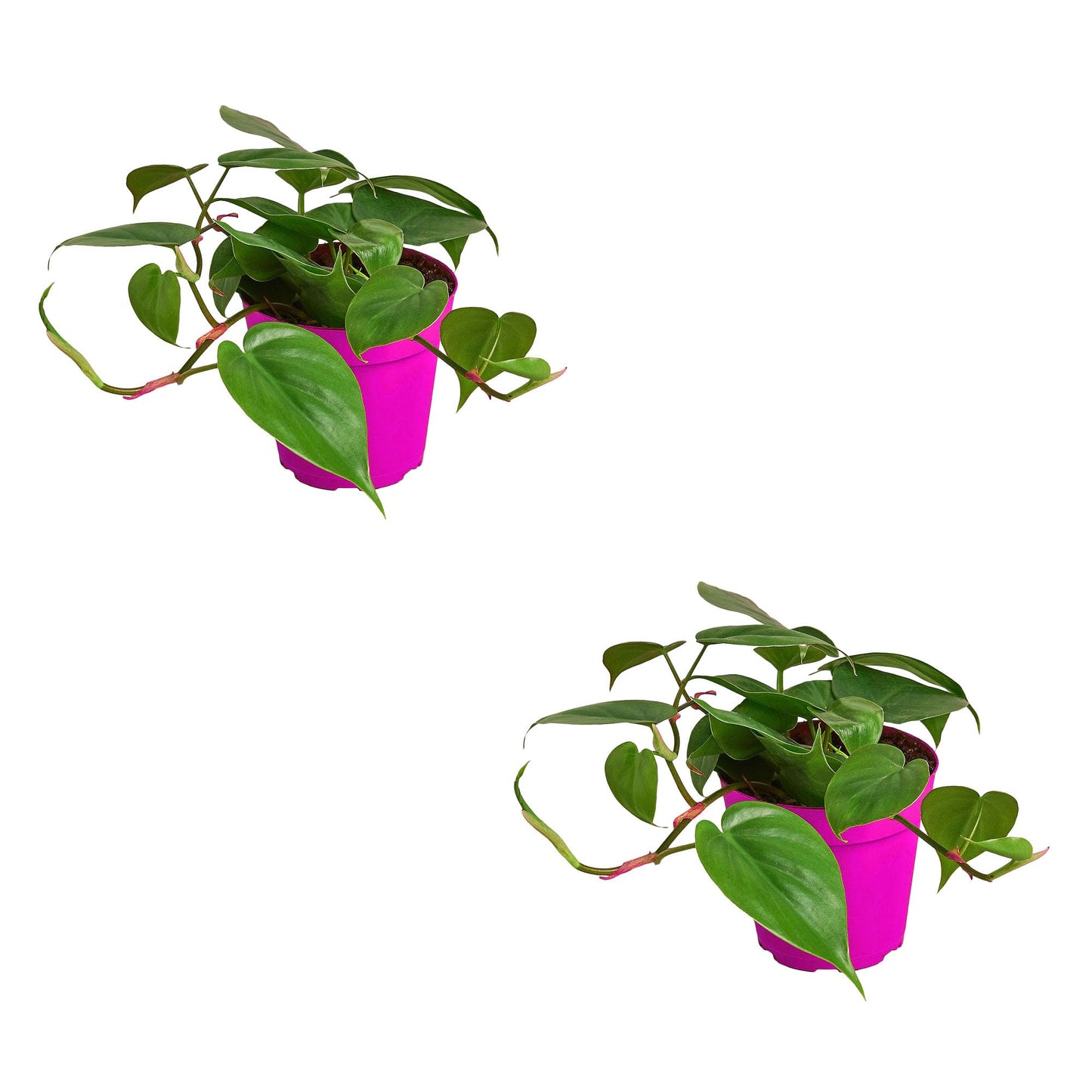 2 Pack Philodendron Cordatum Heartleaf in 3in Pot - Live Plants Tropical Houseplants | Variegated | USA Growers | The Snobby Leaf