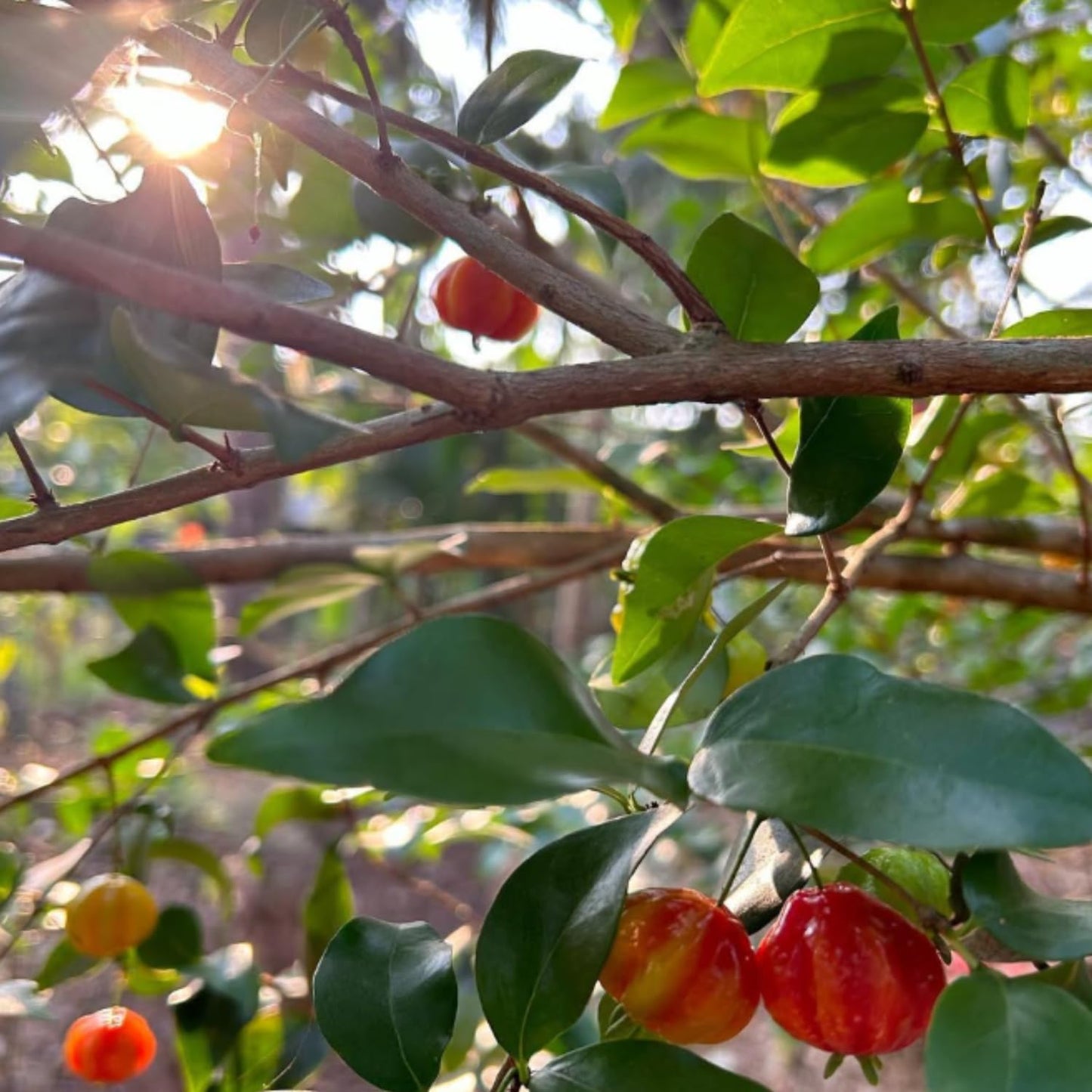 Surinam Cherry Live Plants, Sweet Fruit Tree, Cherry Bush 4-6'' Tall, Edible Fruit Tree for Garden Planting