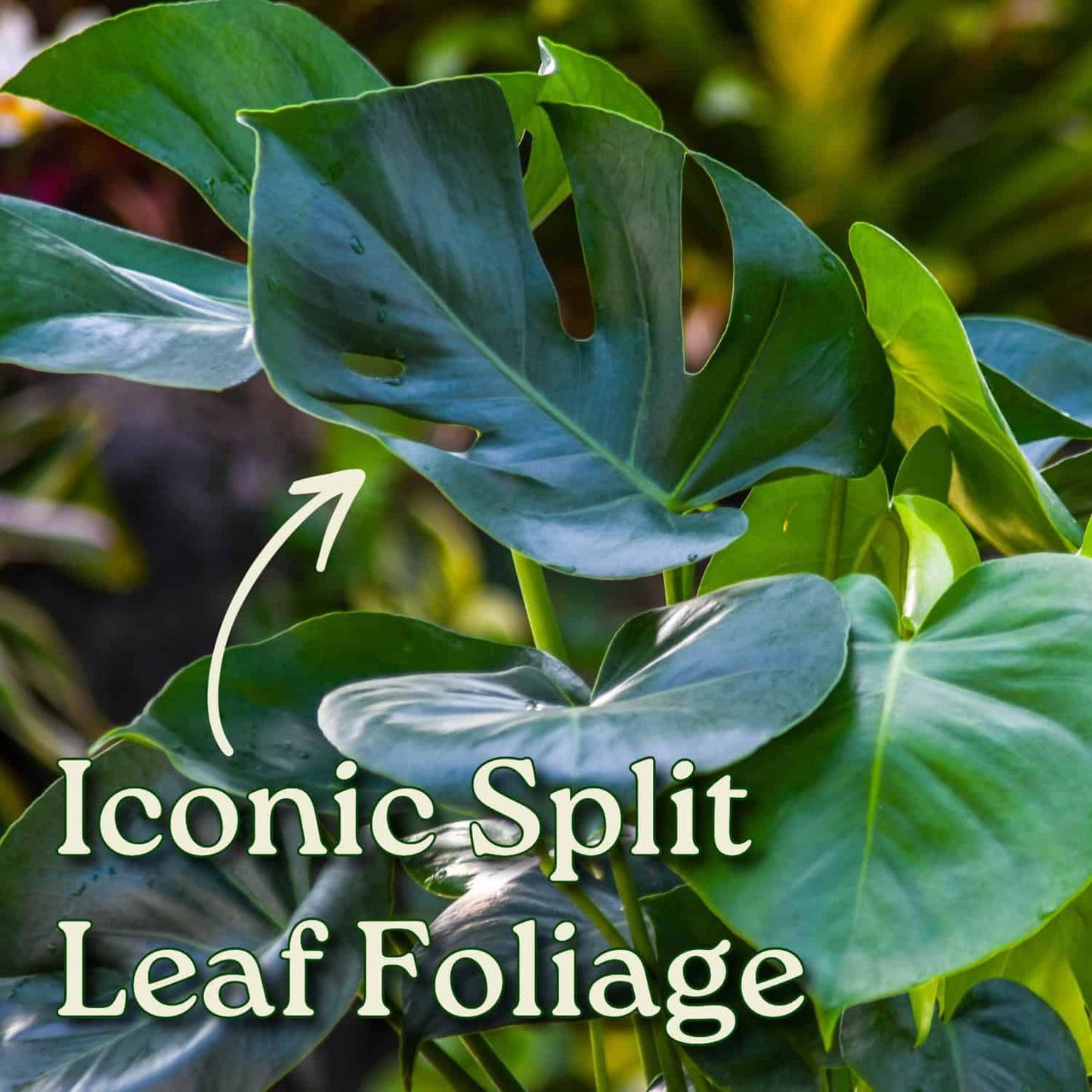 Monstera Deliciosa Plant - Swiss Cheese Split Leaf Philodendron Plant - Large Plant - Overall Height 24" to 28" - Tropical Plants of Florida