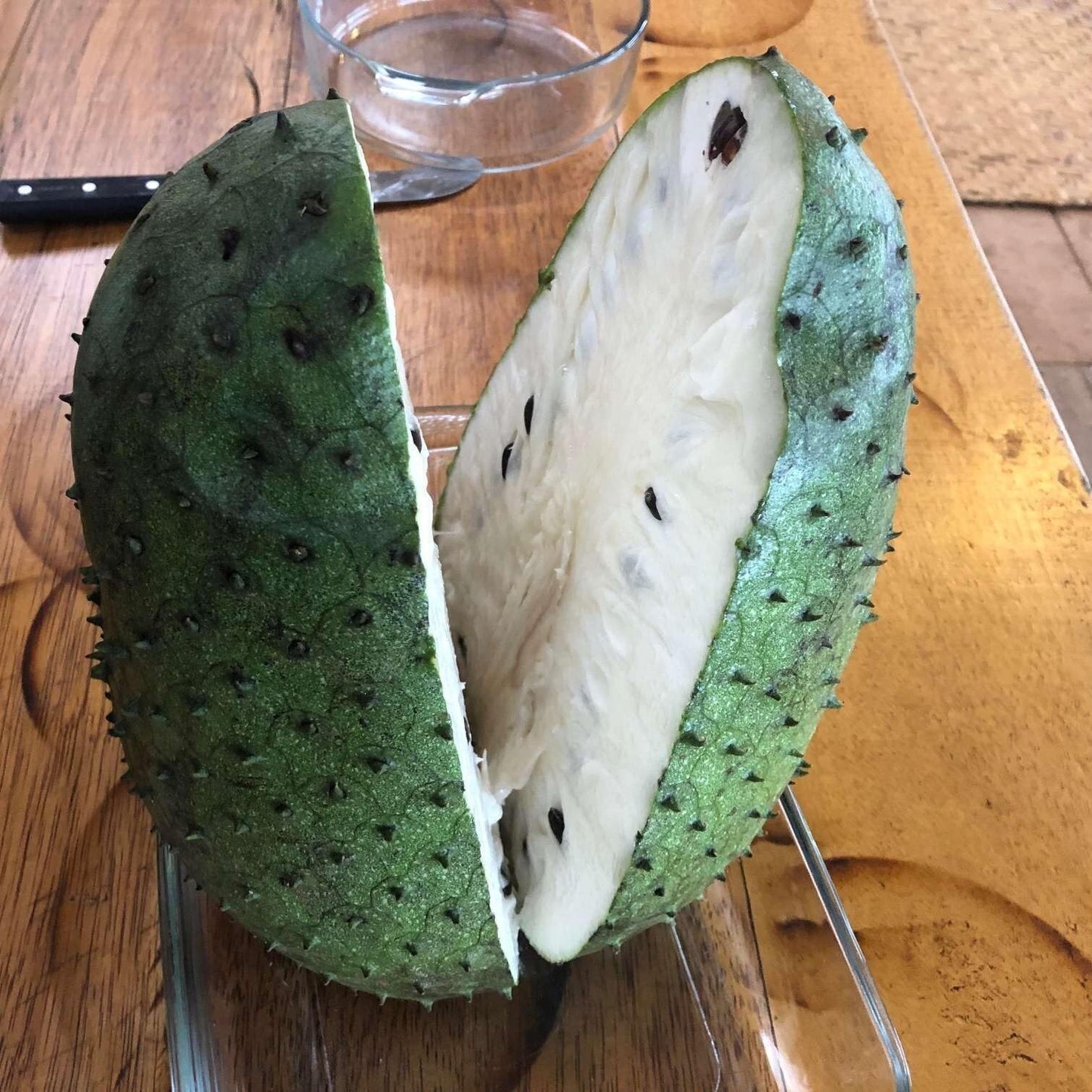 Live Plant - Soursop (Annona Muricata) Tropical Fruit Tree 12″-24″