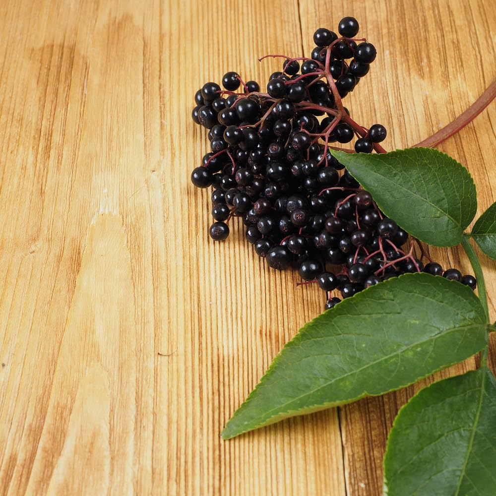 2 Elderberry Live Plants | 8-12 Inches Bare Root Rooted Cuttings | Black Sambucus Deciduous Fruit Shrub | Well-Rooted for Outdoor Garden and Landscape
