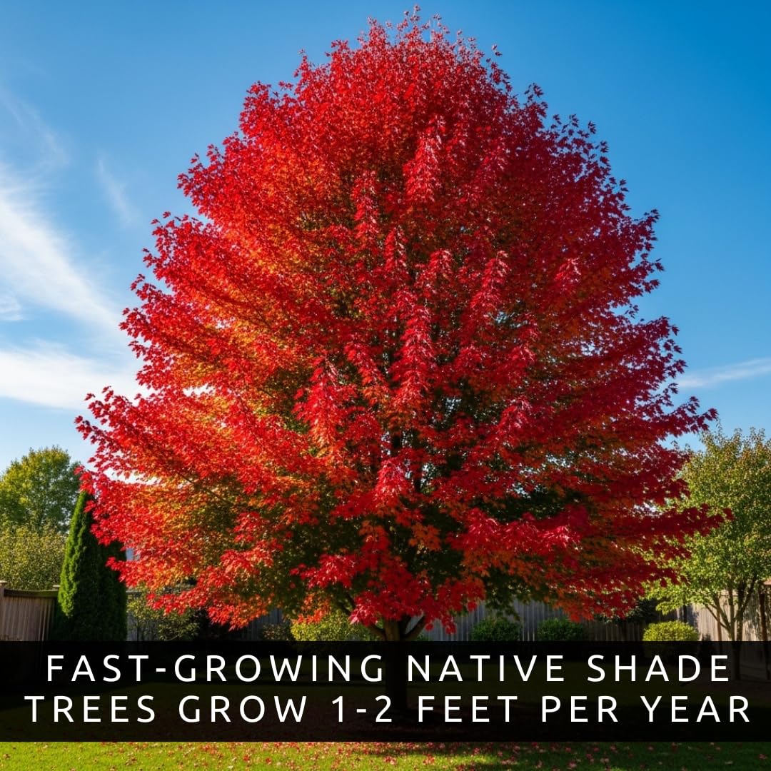 50+ Red Maple Seeds for Planting Outdoors - Heirloom Maple Tree Seeds (Acer rubrum)