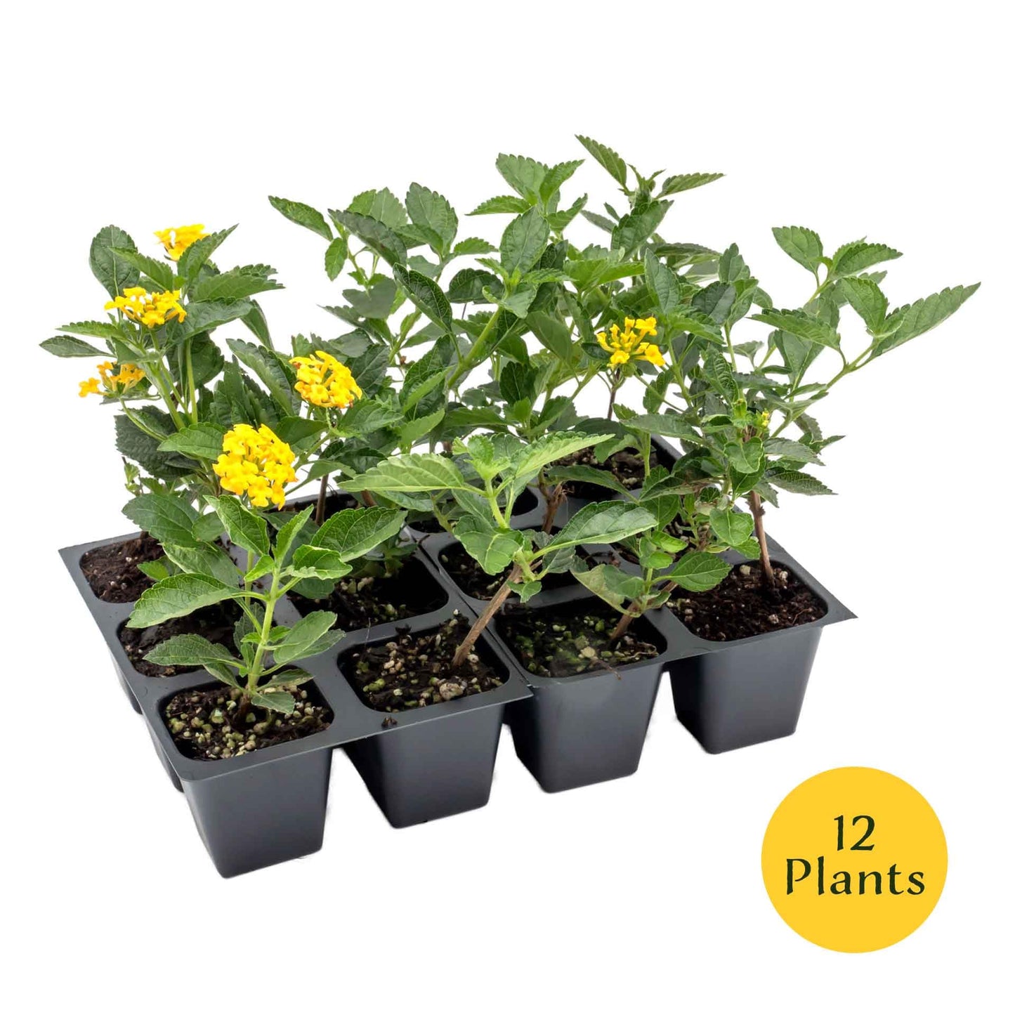 12 New Gold Lantana – Golden Yellow Flowering Shrub for Borders, Containers, & Pollinator Gardens (Lantana Camara ‘New Gold’) in 2.5″ Cubes, Live Plants