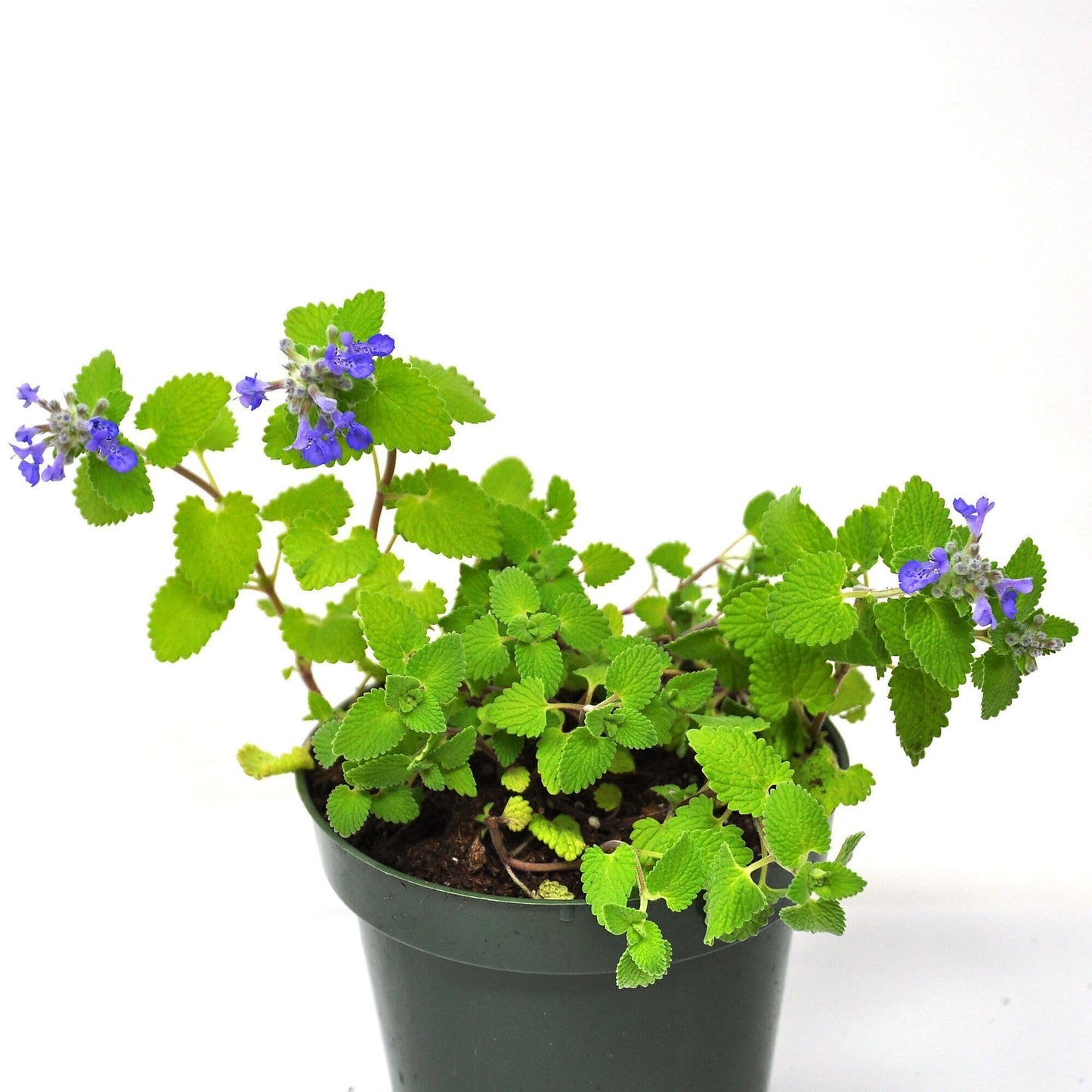 Nepeta 'Chartreuse on the Loose PPAF', Catmint, Fragrant Flowering Plant, Three Seasons of Color by Way of Foliage and Flowers, Container Size: 4.5"