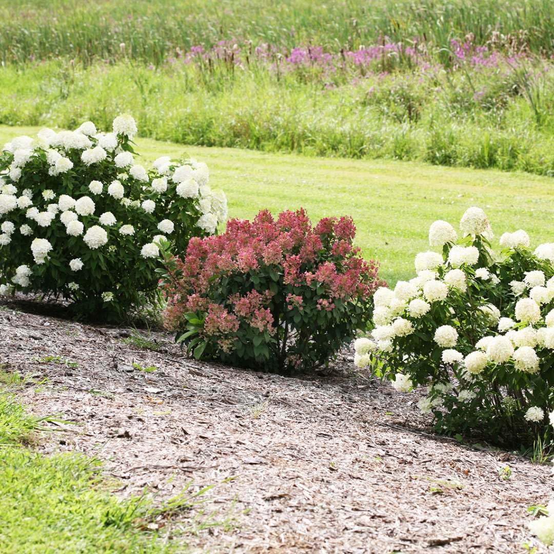 Live Plant - Little Quick Fire Panicle Hydrangea Petite Dwarf Shrub - 6-12" Tall - Quart Pot