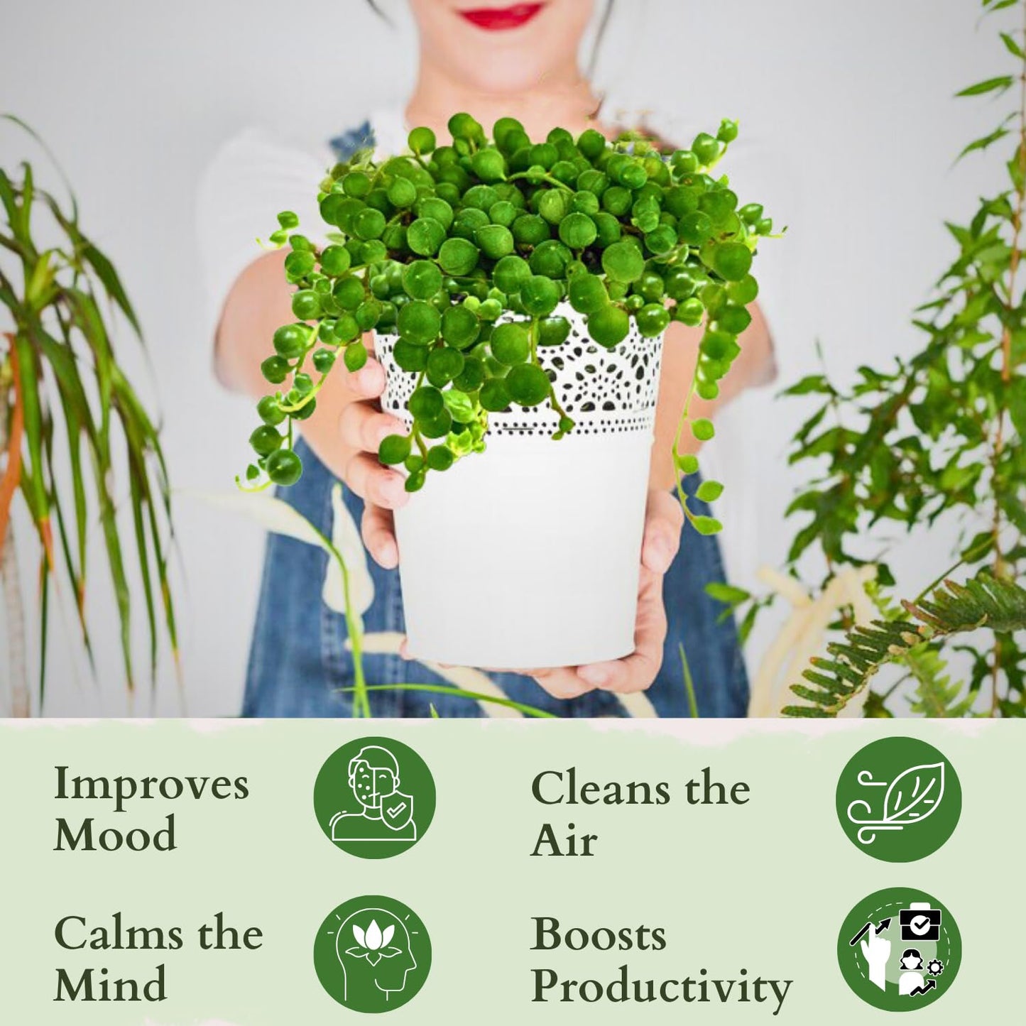 3" String of Pearls Plant Live, Succulent Plants Live in Hanging Basket, Rare Houseplant for Home Office Wedding & Gift Decor (Heat Pack Included)