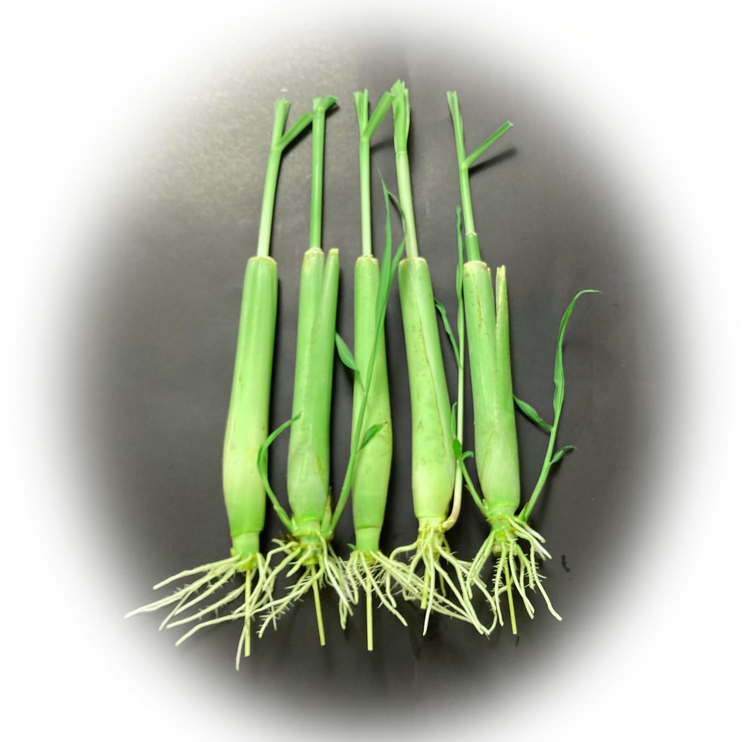 5 Lemongrass Plants 12 Inches Long, Rooted & Ready to Plant, Hydroponically Grown Lemon Grass Live Stalks, Natural Mosquito Repellent, Premium Quality Stalks Perfect for Tea and Essential Oils