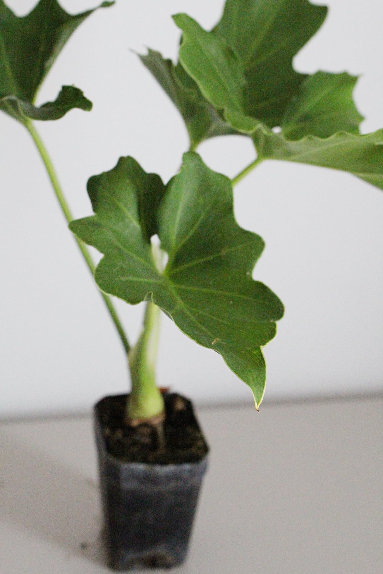 Mini Philodendron Selloum Hope Starter Live Plant Fairy Garden Tree Tropical Houseplant Gift Indoor Plant Low Maintenance Easy Care Plant