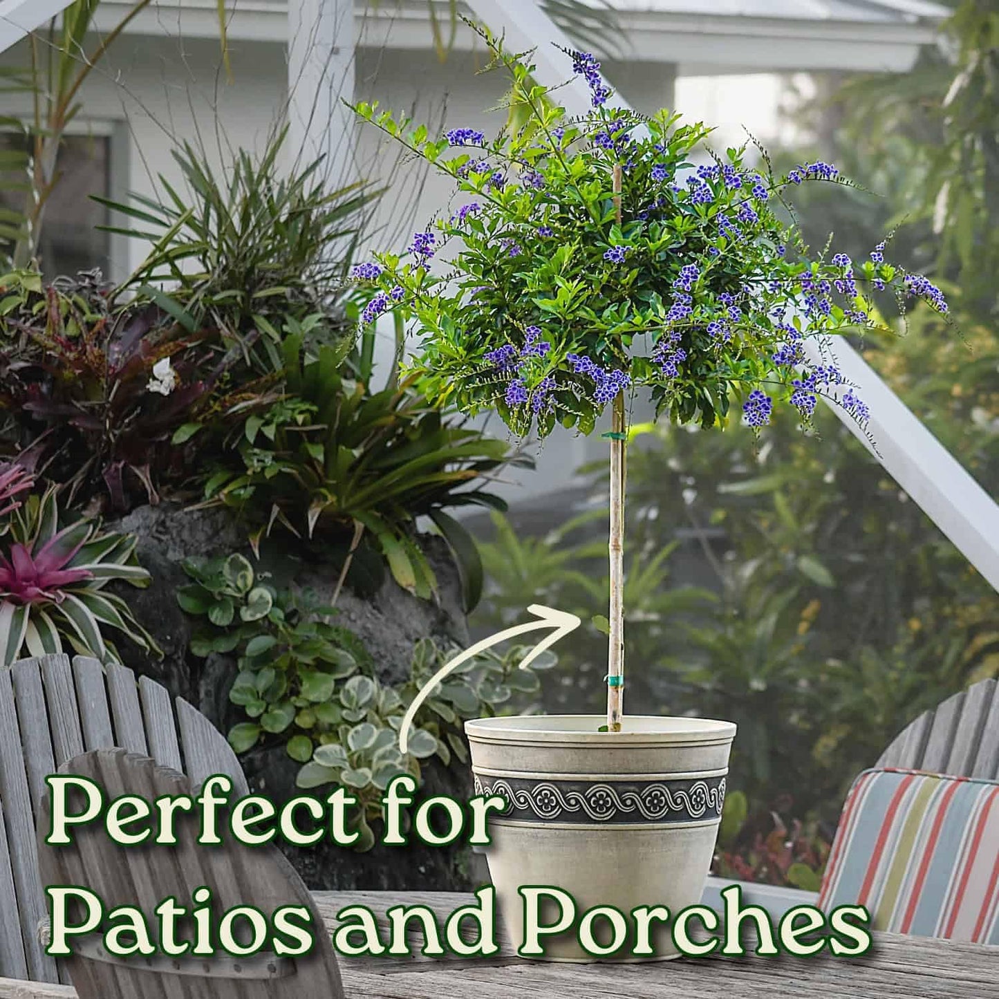 Duranta Tree Live Plant - Purple Showers - Overall Height 36" to 42" - Tropical Plants of Florida (Plant in Growers Pot)