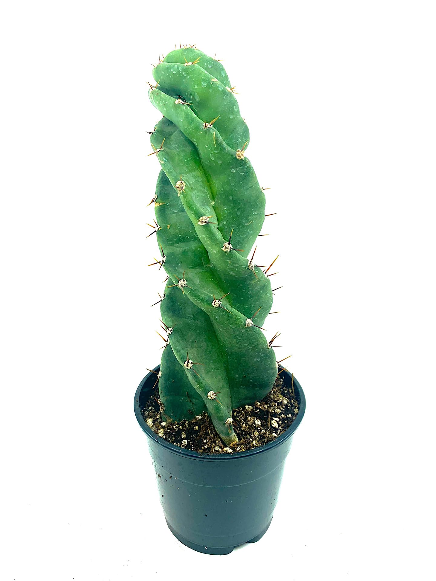 12"-14" Tall Spiral Cactus Live Plant-Cereus Forbesii, Hardy and Drought Tolerate, Easy/Fast to Grow Indoor/Outdoor. (Spiral Cactus)